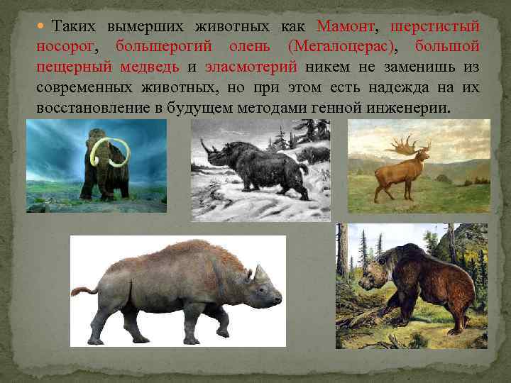  Таких вымерших животных как Мамонт, шерстистый носорог, большерогий олень (Мегалоцерас), большой пещерный медведь