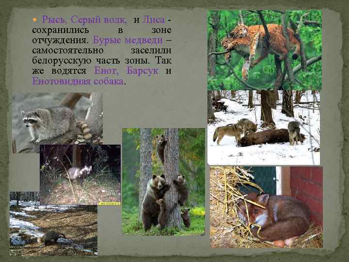  Рысь, Серый волк, и Лиса - сохранились в зоне отчуждения. Бурые медведи –