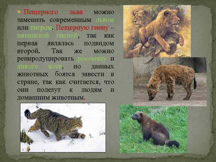  Пещерного льва можно заменить современным львом или тигром. Пещерную гиену – пятнистой гиеной,