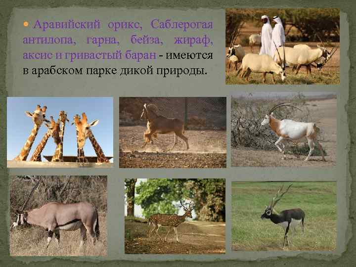  Аравийский орикс, Саблерогая антилопа, гарна, бейза, жираф, аксис и гривастый баран - имеются