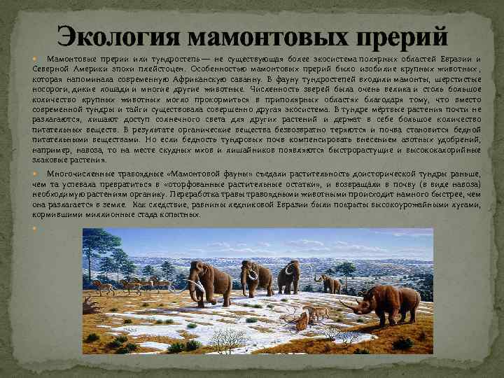 Экология мамонтовых прерий Мамонтовые прерии или тундростепь — не существующая более экосистема полярных областей