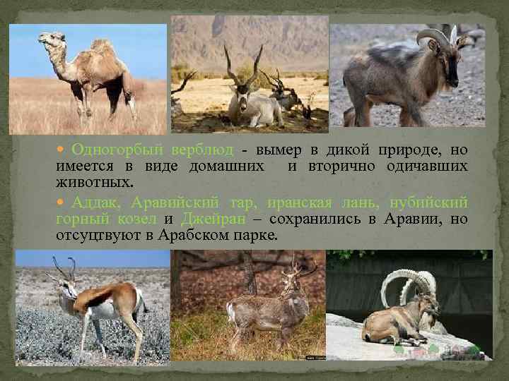  Одногорбый верблюд - вымер в дикой природе, но имеется в виде домашних и