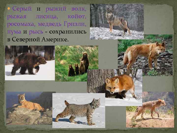  Серый и рыжий волк, рыжая лисица, койот, росомаха, медведь Гризли, пума и рысь