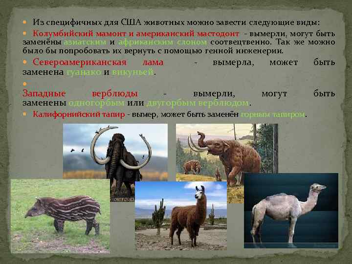 Из специфичных для США животных можно завести следующие виды: Колумбийский мамонт и американский