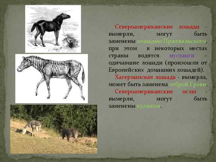 Североамериканские лошади - вымерли, могут быть заменены лошадью Пржевальского, при этом в некоторых местах