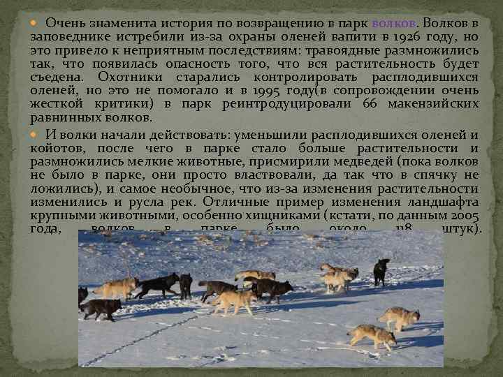  Очень знаменита история по возвращению в парк волков. Волков в заповеднике истребили из-за