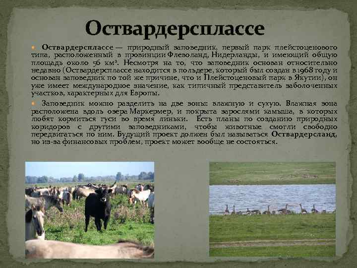 Оствардерсплассе — природный заповедник, первый парк плейстоценового типа, расположенный в провинции Флеволанд, Нидерланды, и