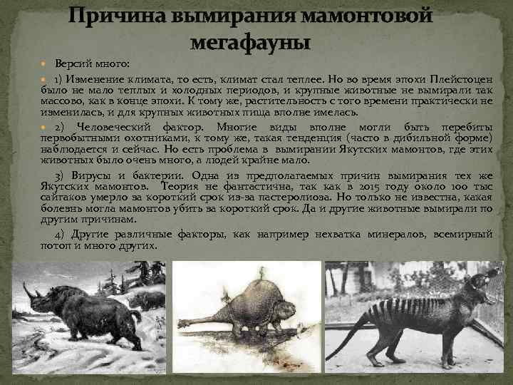 Причина вымирания мамонтовой мегафауны Версий много: 1) Изменение климата, то есть, климат стал теплее.