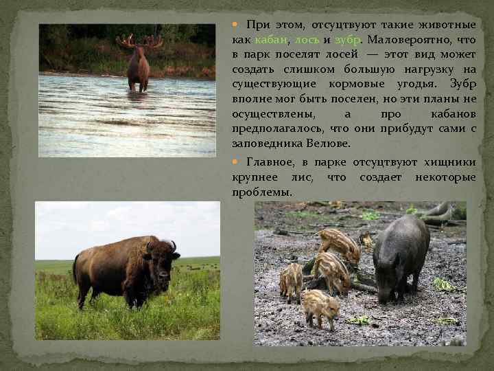  При этом, отсуцтвуют такие животные как кабан, лось и зубр. Маловероятно, что в