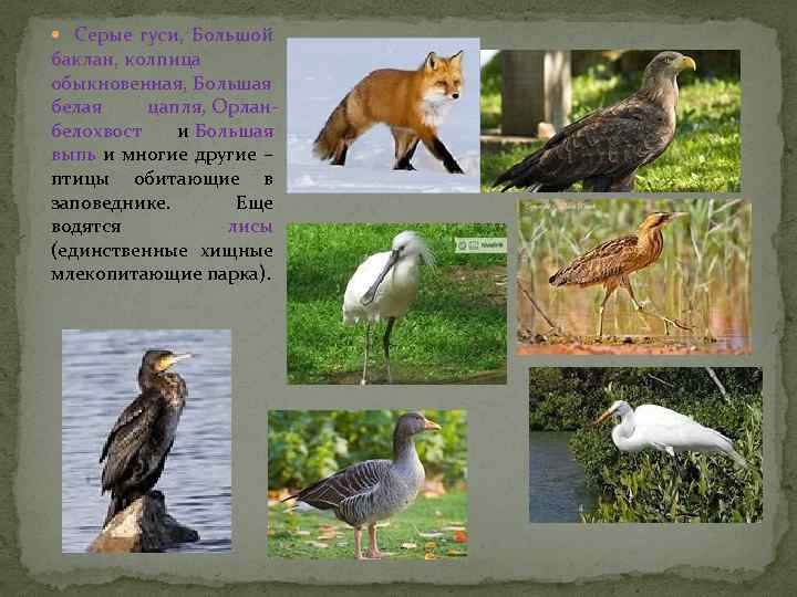  Серые гуси, Большой баклан, колпица обыкновенная, Большая белая цапля, Орланбелохвост и Большая выпь