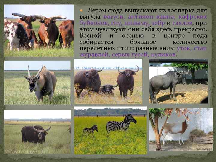  Летом сюда выпускают из зоопарка для выгула ватуси, антилоп канна, кафрских буйволов, гну,