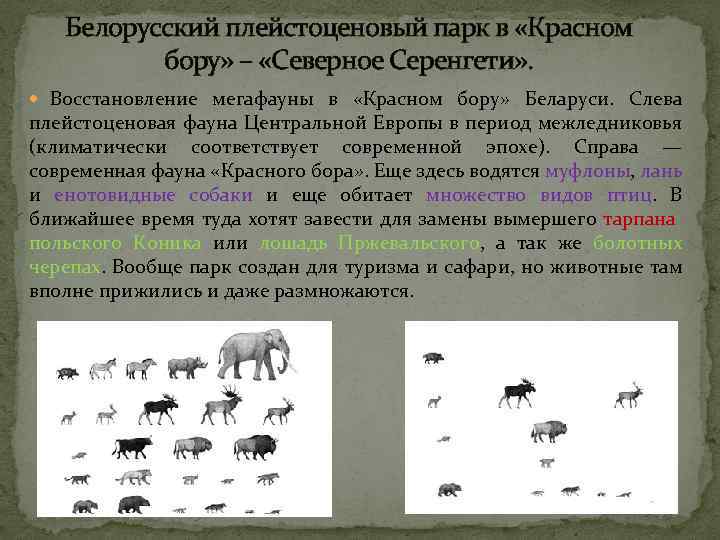 Белорусский плейстоценовый парк в «Красном бору» – «Северное Серенгети» . Восстановление мегафауны в «Красном