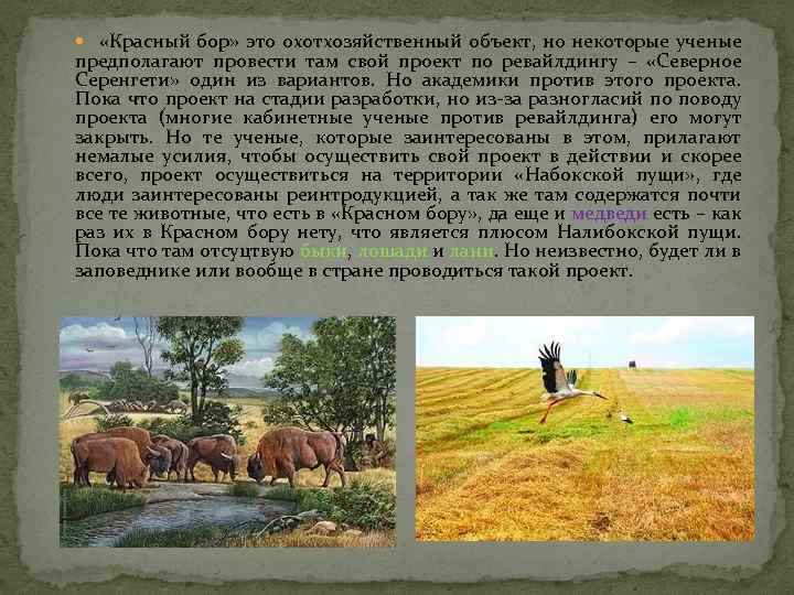  «Красный бор» это охотхозяйственный объект, но некоторые ученые предполагают провести там свой проект