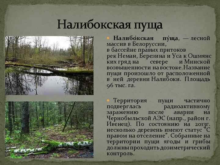 Налибокская пуща Налибо кская пу ща, — лесной массив в Белоруссии, в бассейне правых
