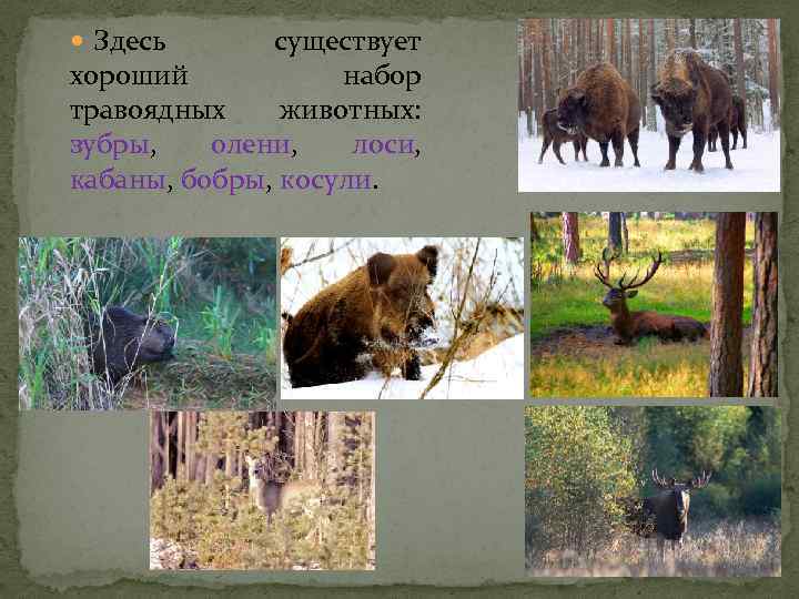  Здесь существует хороший набор травоядных животных: зубры, олени, лоси, кабаны, бобры, косули. 