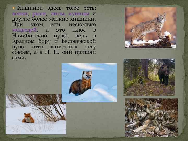  Хищники здесь тоже есть: волки, рыси, лисы, куницы и другие более мелкие хищники.