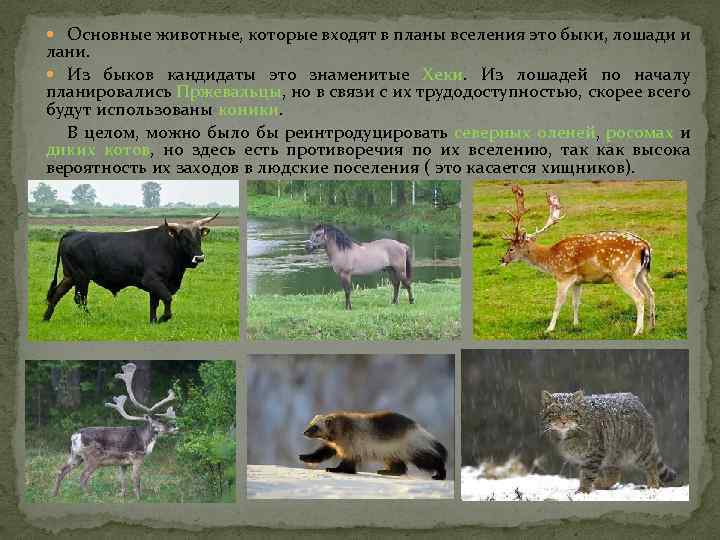  Основные животные, которые входят в планы вселения это быки, лошади и лани. Из