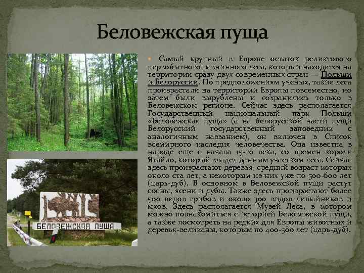 Беловежская пуща Самый крупный в Европе остаток реликтового первобытного равнинного леса, который находится на