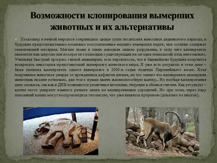 Возможности клонирования вымерших животных и их альтернативы Поскольку в вечной мерзлоте сохранились целые туши