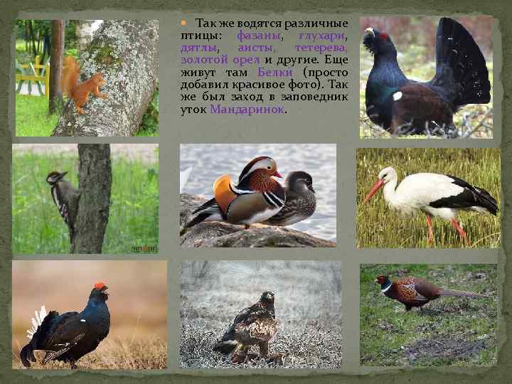  Так же водятся различные птицы: фазаны, глухари, дятлы, аисты, тетерева, золотой орел и