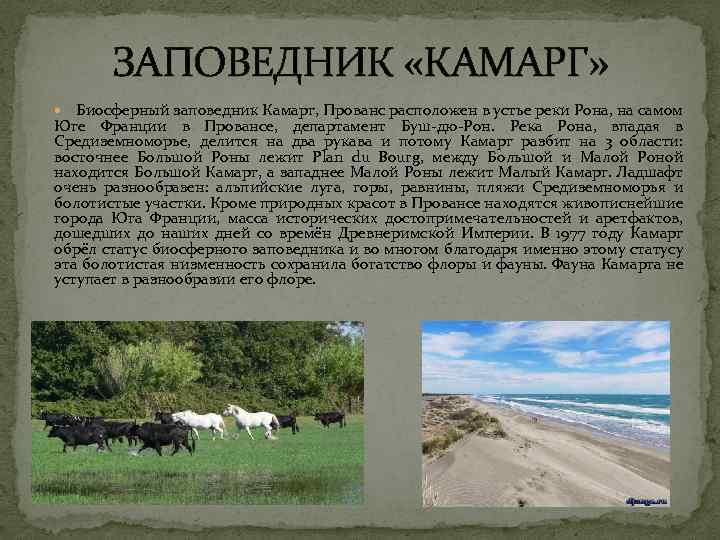 ЗАПОВЕДНИК «КАМАРГ» Биосферный заповедник Камарг, Прованс расположен в устье реки Рона, на самом Юге