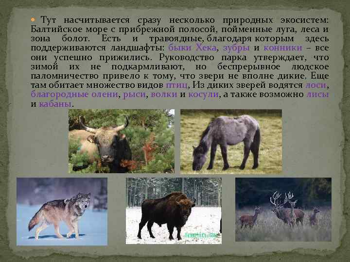  Тут насчитывается сразу несколько природных экосистем: Балтийское море с прибрежной полосой, пойменные луга,