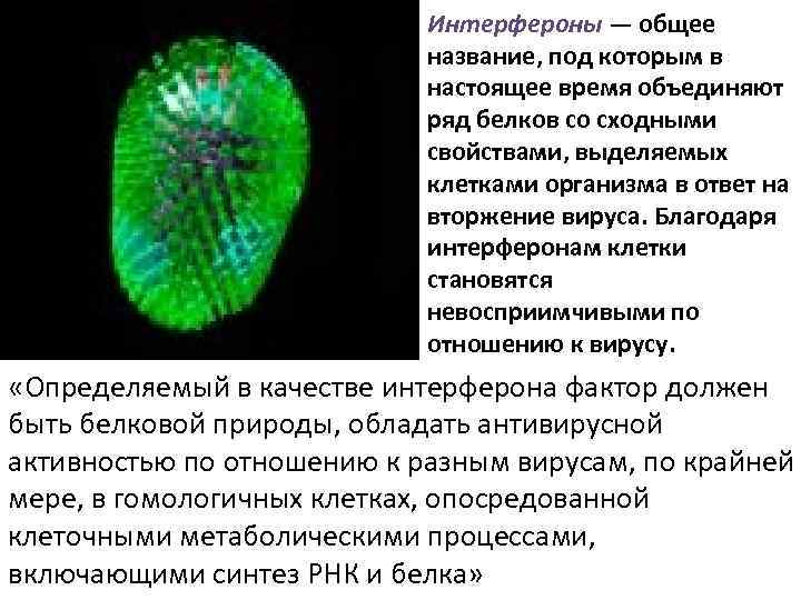 Интерфероны — общее название, под которым в настоящее время объединяют ряд белков со сходными
