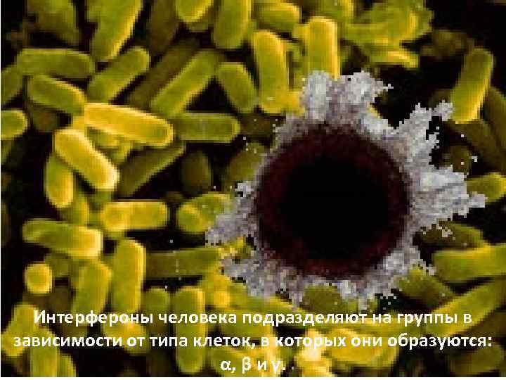 Интерфероны человека подразделяют на группы в зависимости от типа клеток, в которых они образуются: