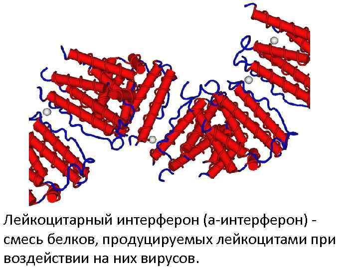 Белки интерфероны