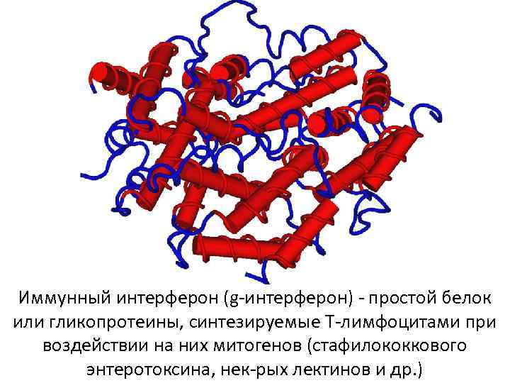 Иммунный интерферон (g-интерферон) - простой белок или гликопротеины, синтезируемые Т-лимфоцитами при воздействии на них