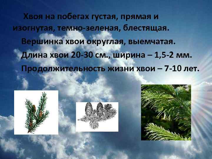 Длина хвои пихты. Продолжительность жизни хвоинок ель Сибирская. Продолжительность жизни хвоинок у пихты. Пихта Сибирская Продолжительность жизни хвоинок. Продолжительность жизни хвоинок у сосны.