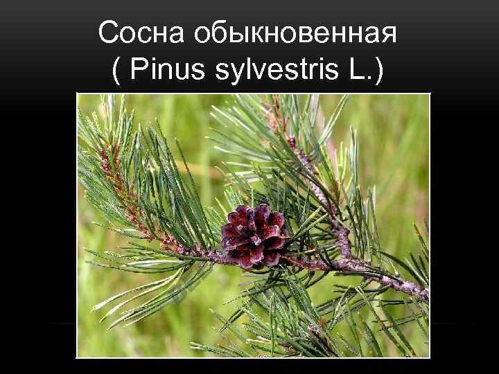 Сосна обыкновенная ( Pinus sylvestris L. ) 