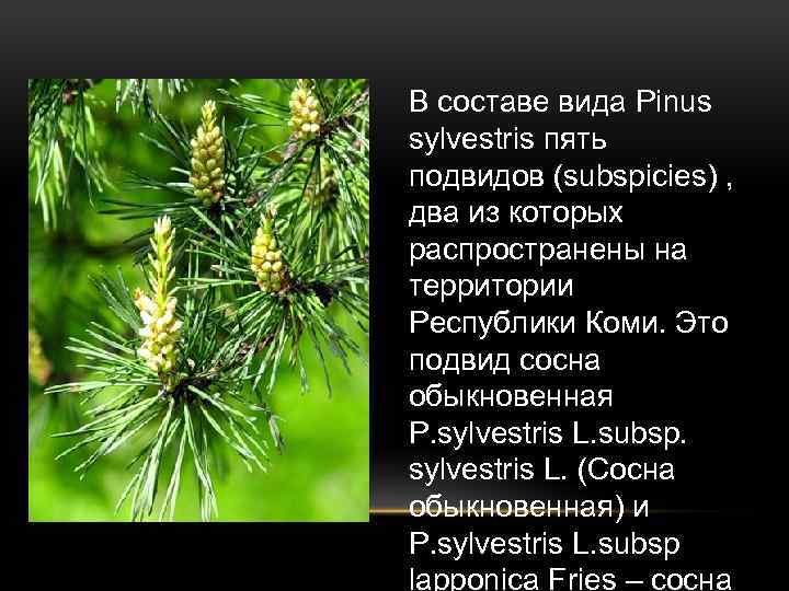 В составе вида Pinus sylvestris пять подвидов (subspicies) , два из которых распространены на