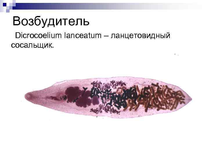 Возбудитель Dicrocoelium lanceatum – ланцетовидный сосальщик. 