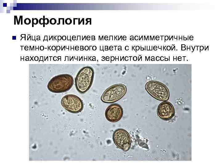 Морфология n Яйца дикроцелиев мелкие асимметричные темно-коричневого цвета с крышечкой. Внутри находится личинка, зернистой