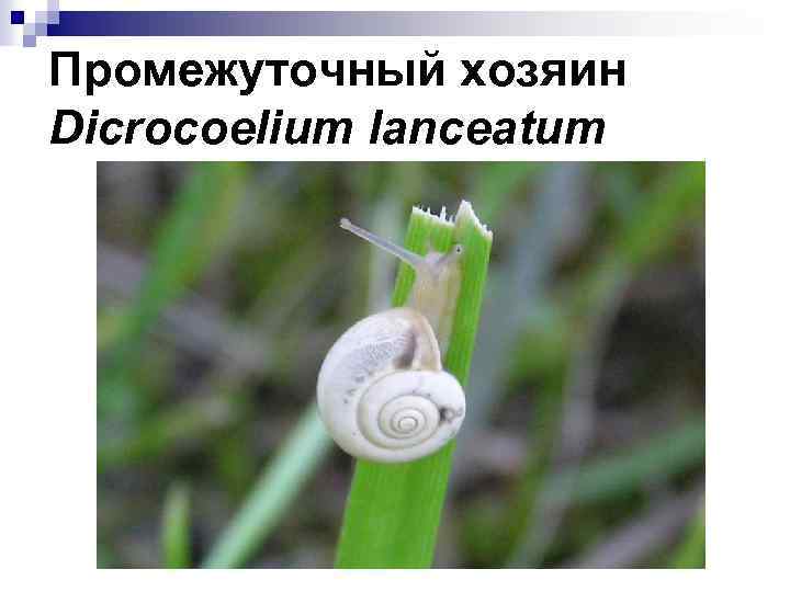 Промежуточный хозяин Dicrocoelium lanceatum 