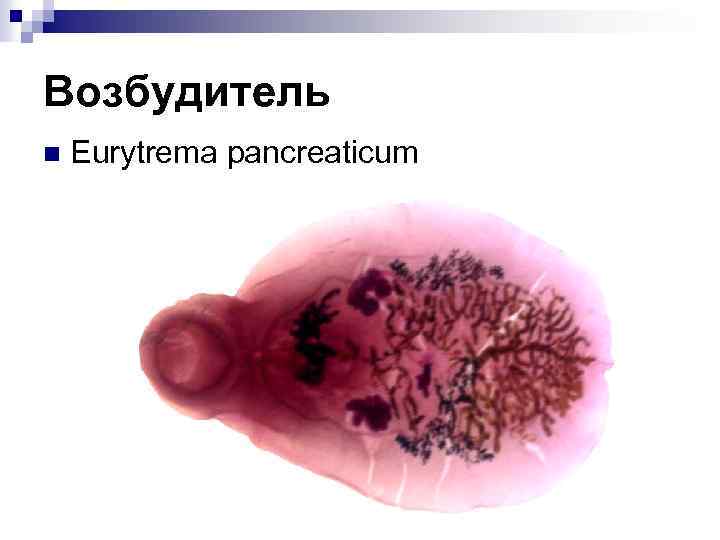 Возбудитель n Eurytrema pancreaticum 