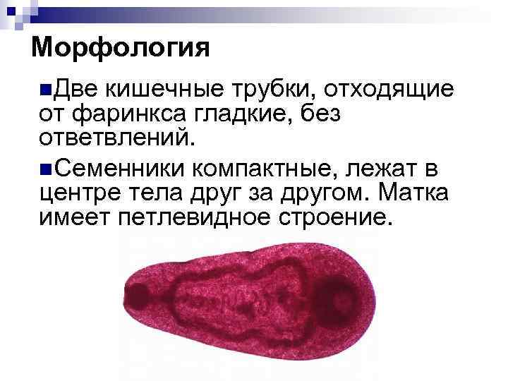 Морфология n. Две кишечные трубки, отходящие от фаринкса гладкие, без ответвлений. n. Семенники компактные,