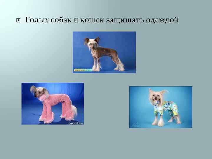  Голых собак и кошек защищать одеждой 