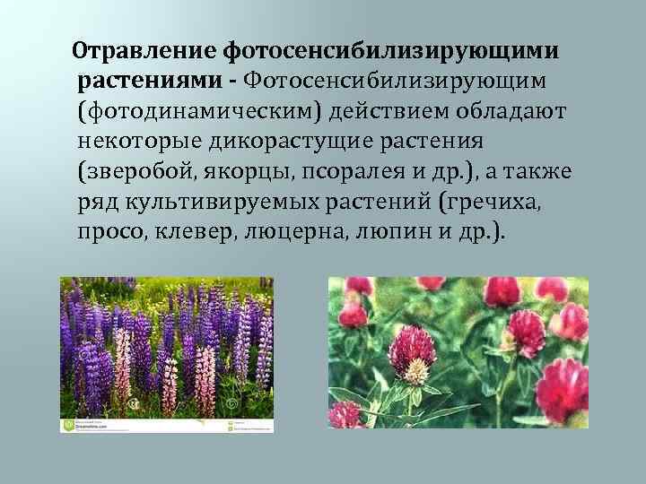  Отравление фотосенсибилизирующими растениями - Фотосенсибилизирующим (фотодинамическим) действием обладают некоторые дикорастущие растения (зверобой, якорцы,