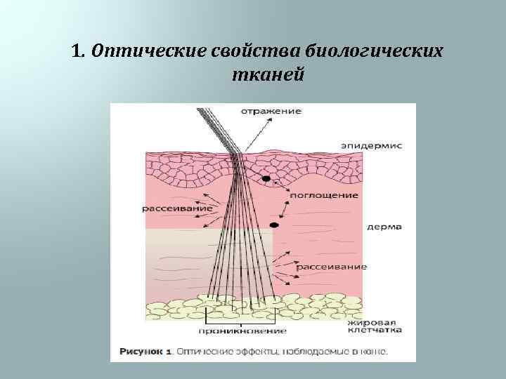 1. Оптические свойства биологических тканей 
