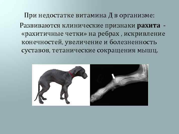  При недостатке витамина Д в организме: Развиваются клинические признаки рахита - «рахитичные четки»