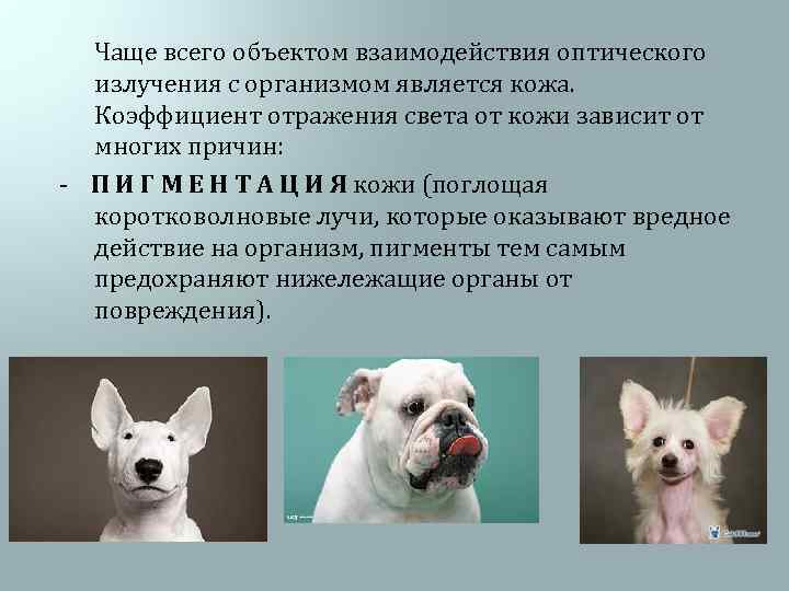  Чаще всего объектом взаимодействия оптического излучения с организмом является кожа. Коэффициент отражения света