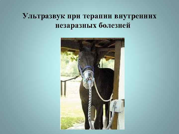 Ультразвук при терапии внутренних незаразных болезней 