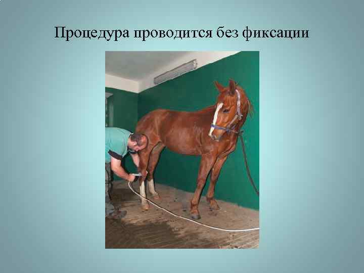 Процедура проводится без фиксации 