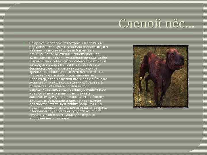 Слепой пёс… Со времени первой катастрофы в собачьем роду сменилось уже несколько поколений, и