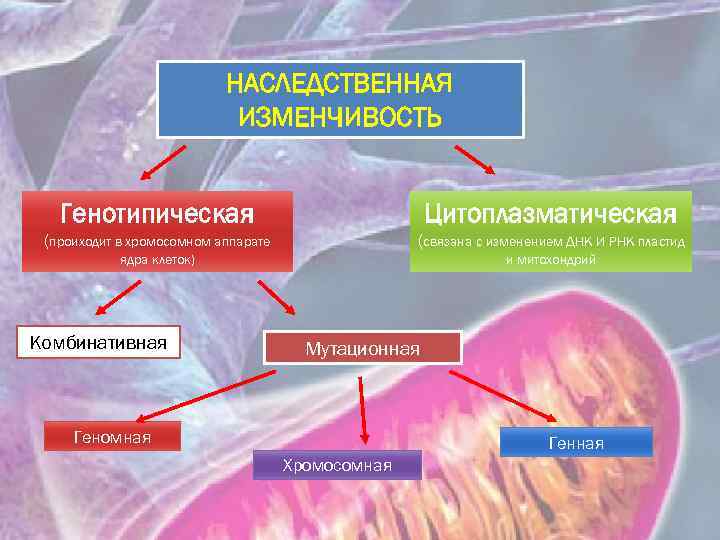 Генотипические мутации презентация 10 класс