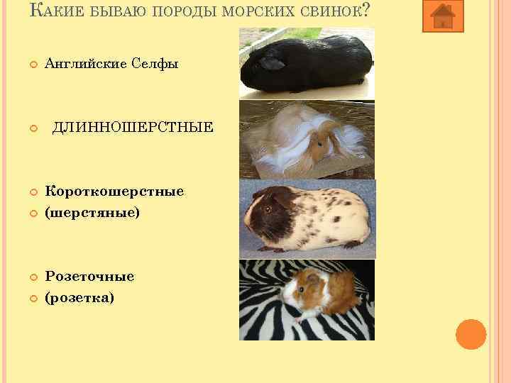 КАКИЕ БЫВАЮ ПОРОДЫ МОРСКИХ СВИНОК? Английские Селфы ДЛИННОШЕРСТНЫЕ Короткошерстные (шерстяные) Розеточные (розетка) 