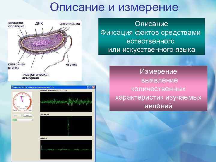 Описание и измерение Описание Фиксация фактов средствами естественного или искусственного языка Измерение выявление количественных