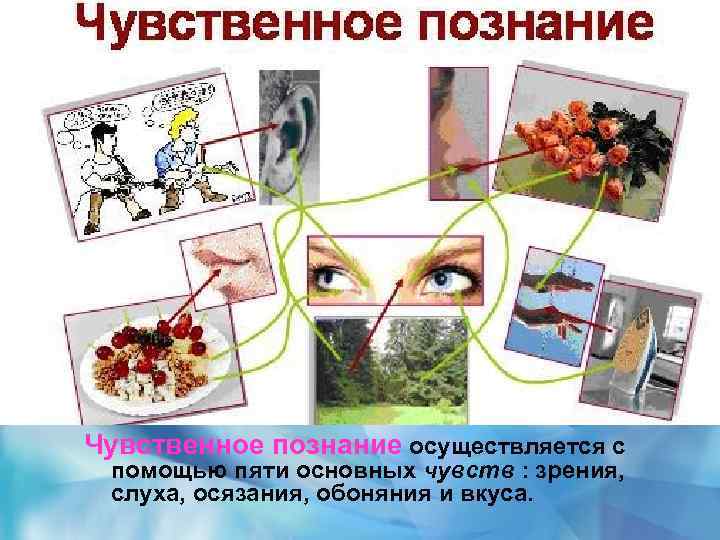 Чувственное познание осуществляется с помощью пяти основных чувств : зрения, слуха, осязания, обоняния и